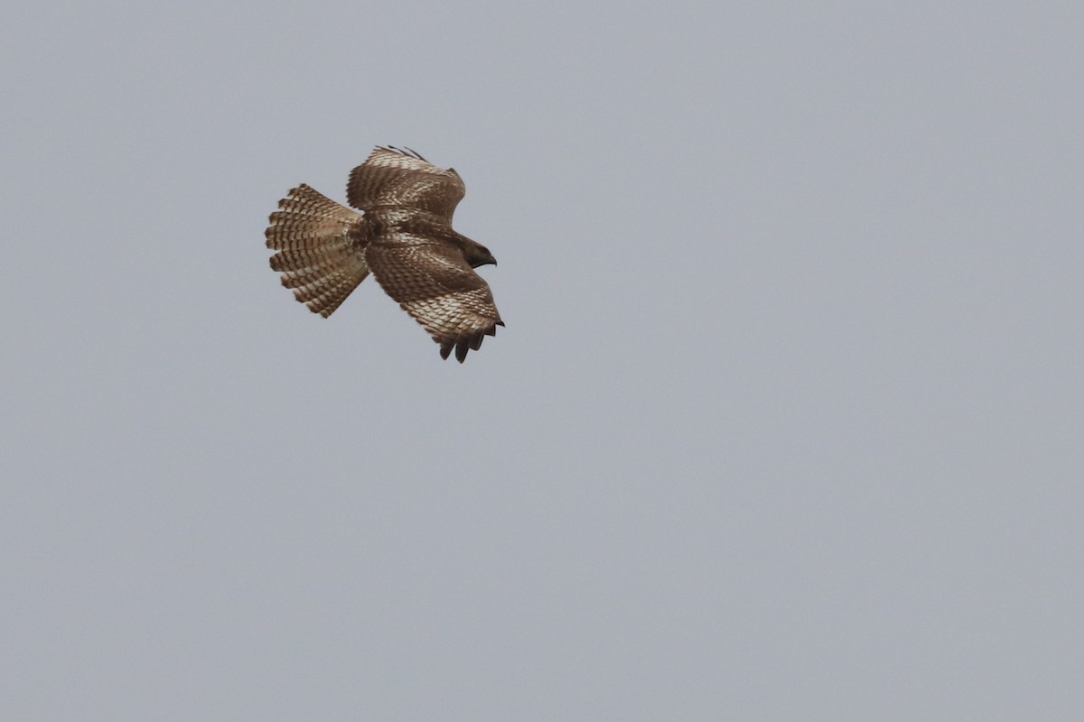 Red-tailed Hawk (costaricensis) - ML614524230