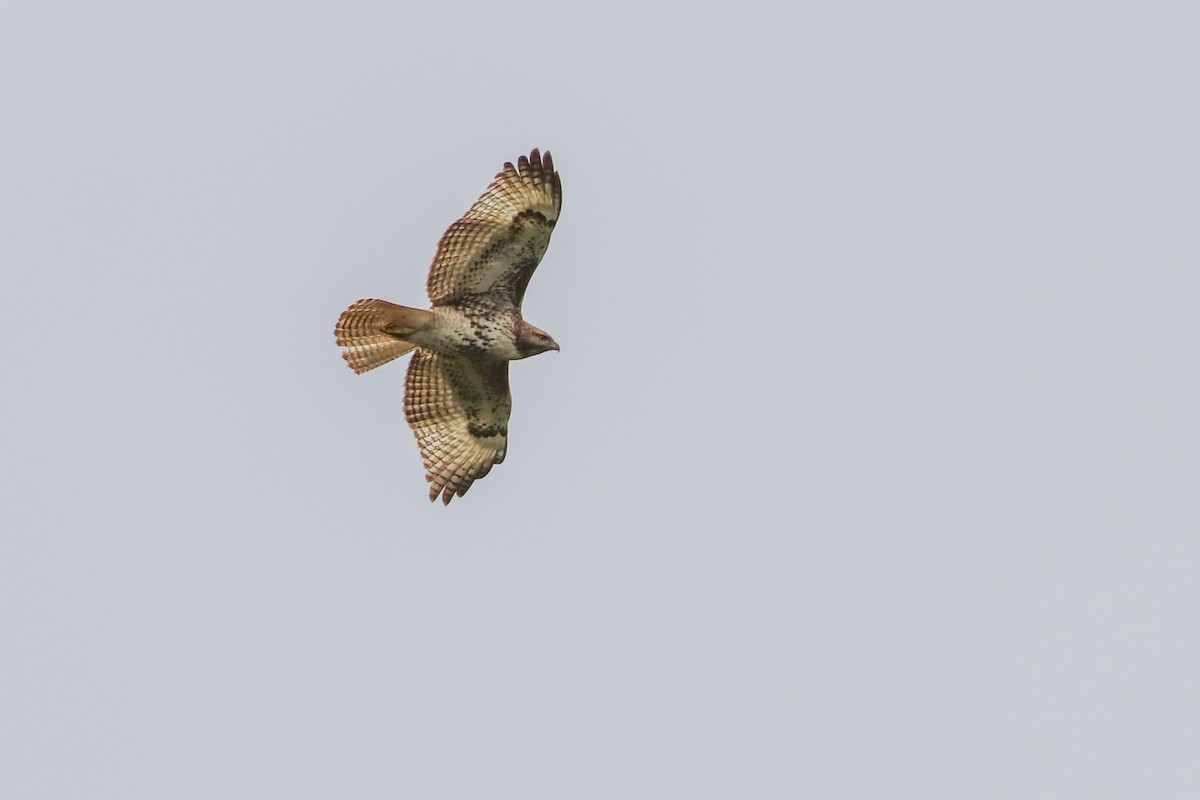 Red-tailed Hawk (costaricensis) - ML614524231