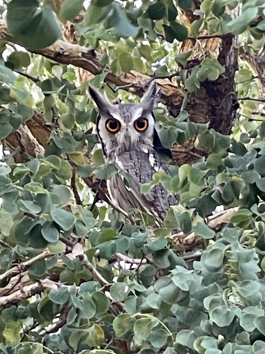 Southern White-faced Owl - ML614524269