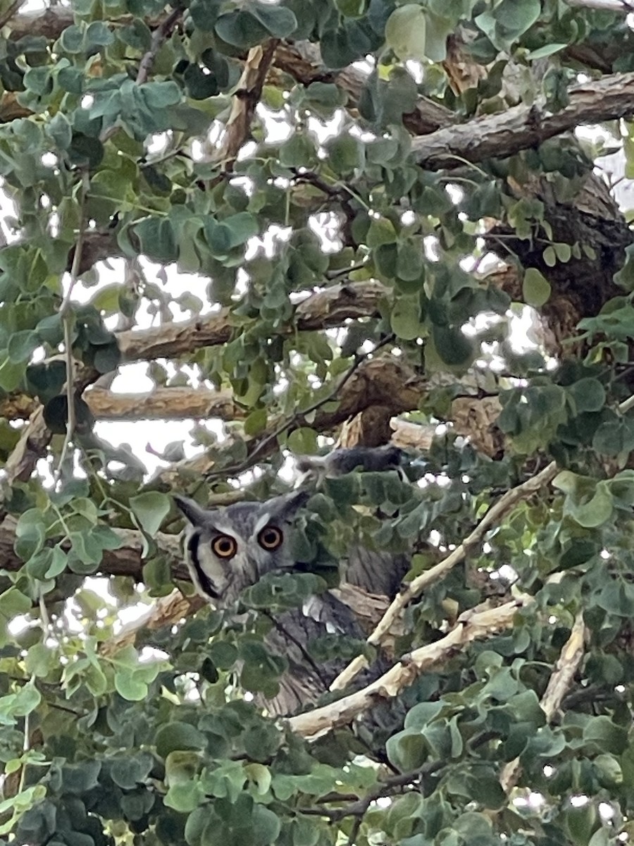 Southern White-faced Owl - ML614524270