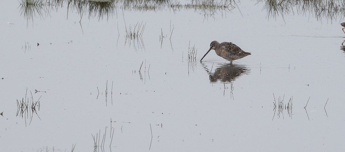 Long-billed Dowitcher - ML614524289
