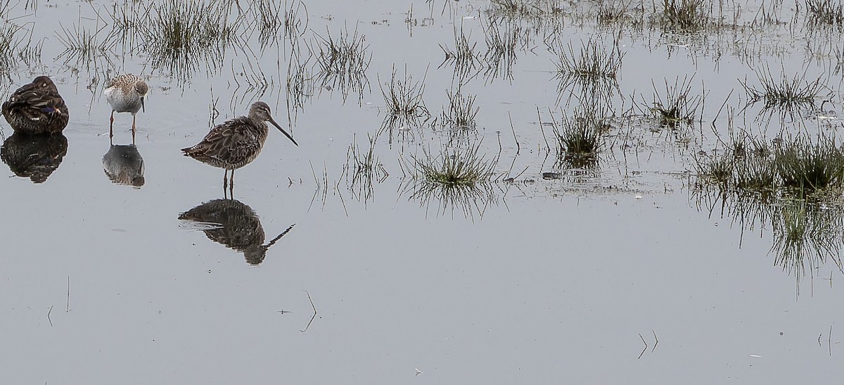 Long-billed Dowitcher - ML614524291