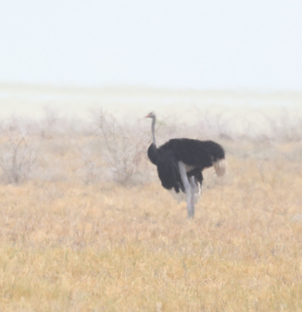 Common Ostrich - ML614524292