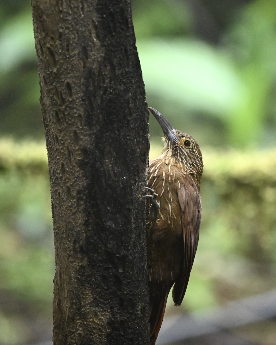 Strong-billed Woodcreeper (Andean/Northern) - ML614524567