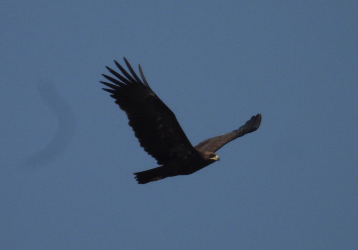 Greater Spotted Eagle - ML614524581