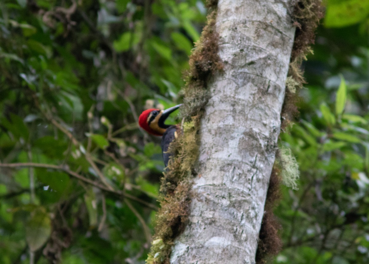 Crimson-bellied Woodpecker - ML614524658