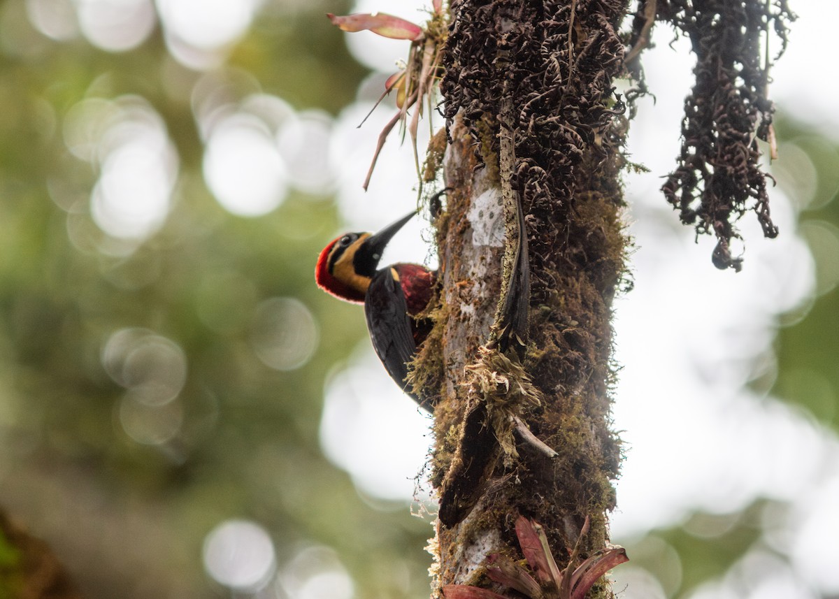 Crimson-bellied Woodpecker - ML614524660