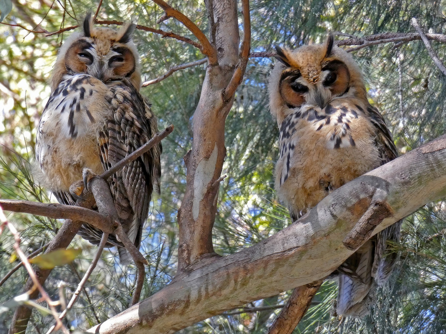 Striped Owl - Simón Guadagnini