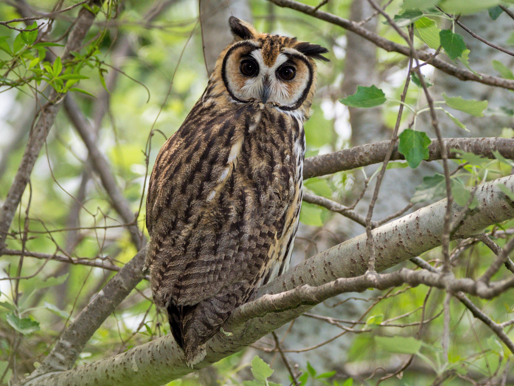 Striped Owl - ADRIAN GRILLI