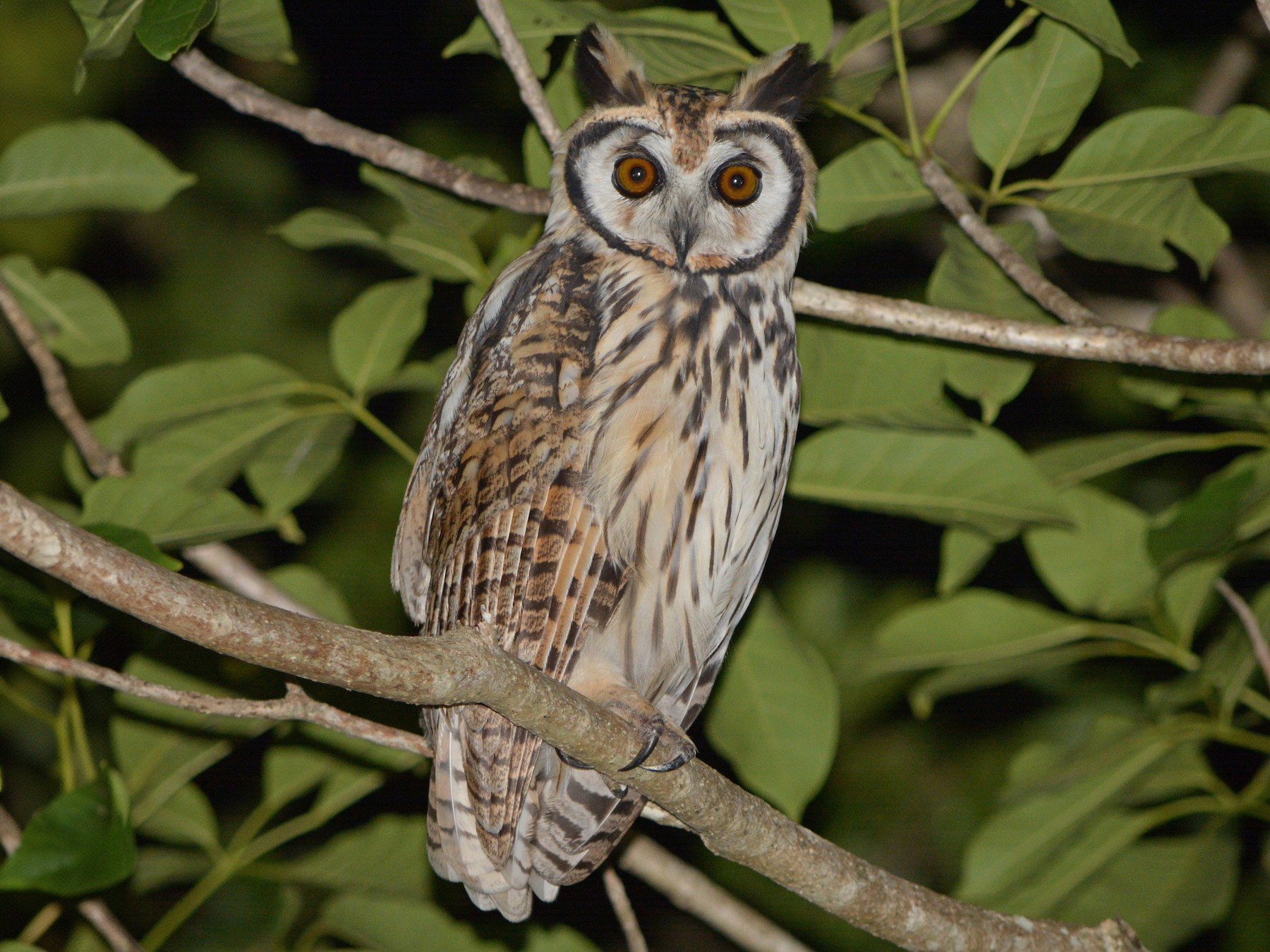 Striped Owl - Jorge Dangel