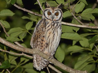  - Striped Owl