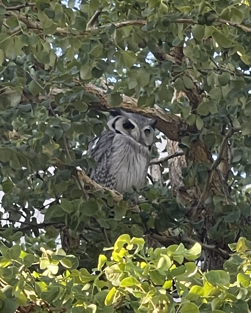 Southern White-faced Owl - ML614524770