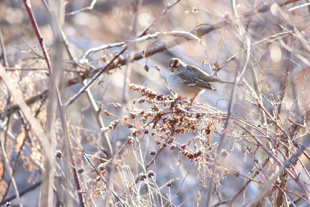 White-crowned Sparrow - ML614524833
