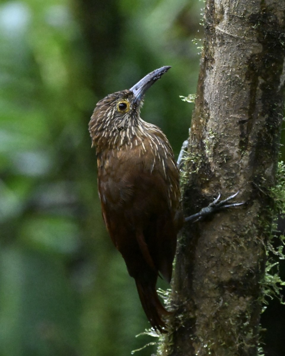 Strong-billed Woodcreeper (Andean/Northern) - ML614524839