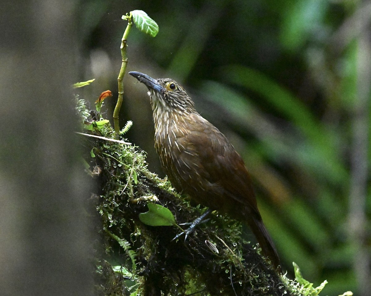 Strong-billed Woodcreeper (Andean/Northern) - ML614524840