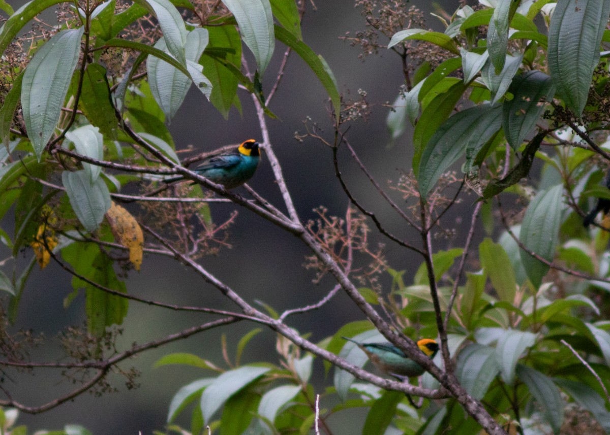 Saffron-crowned Tanager - ML614524937