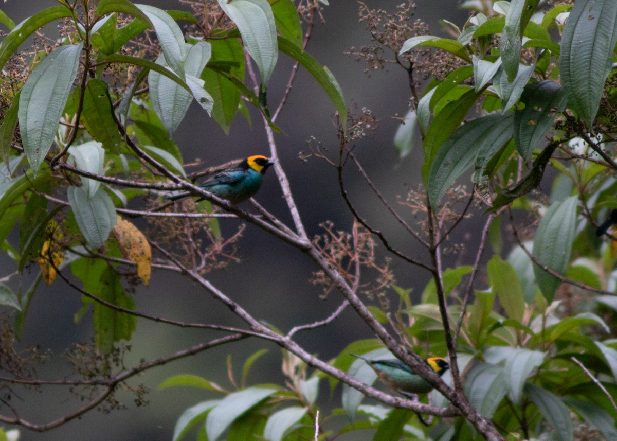 Saffron-crowned Tanager - ML614524938