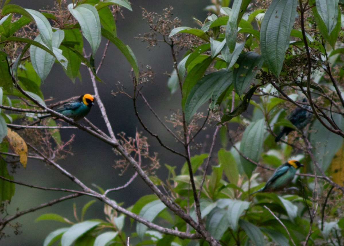 Saffron-crowned Tanager - ML614524939