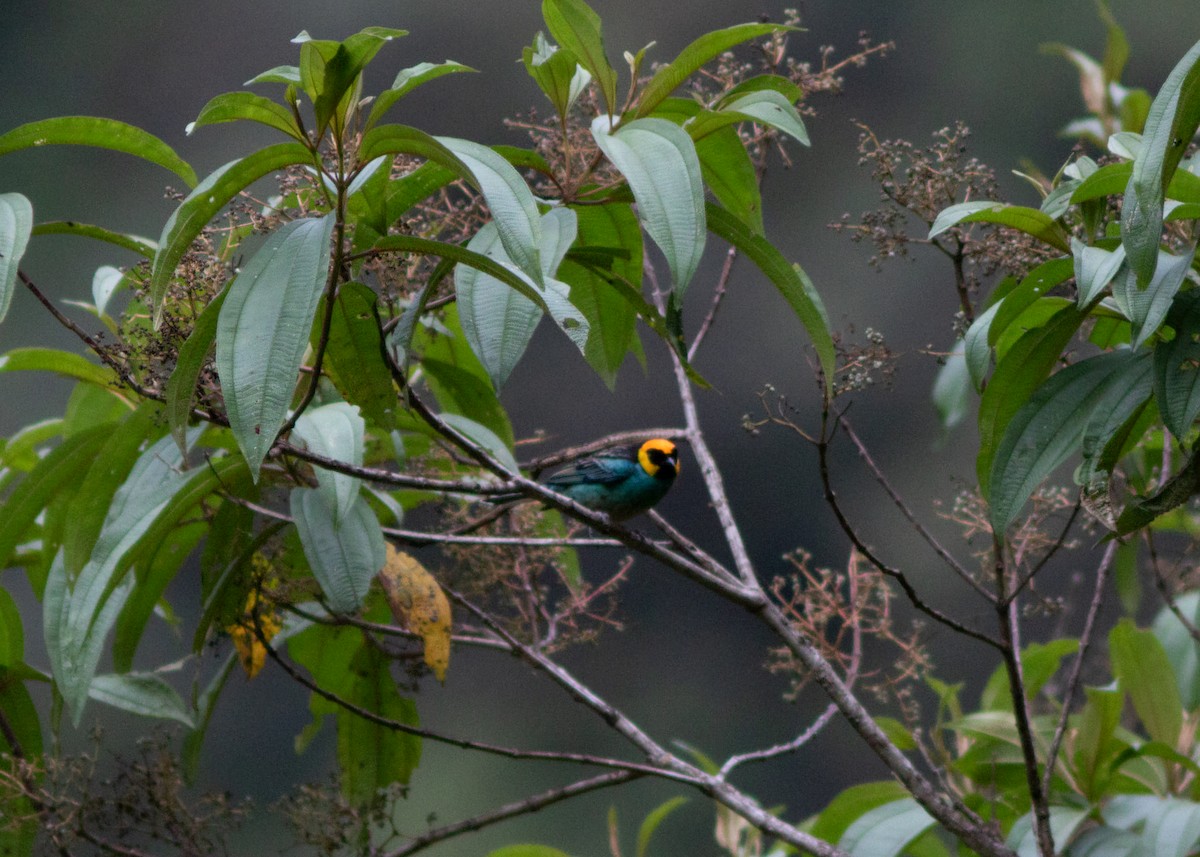 Saffron-crowned Tanager - ML614524940