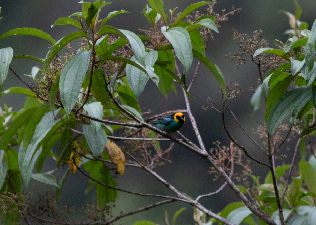 Saffron-crowned Tanager - ML614524941