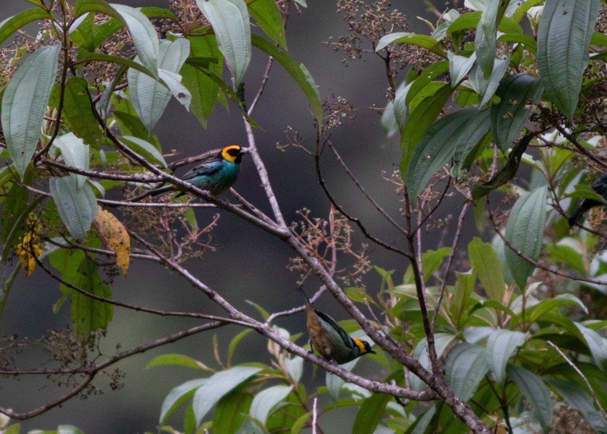 Saffron-crowned Tanager - ML614524942