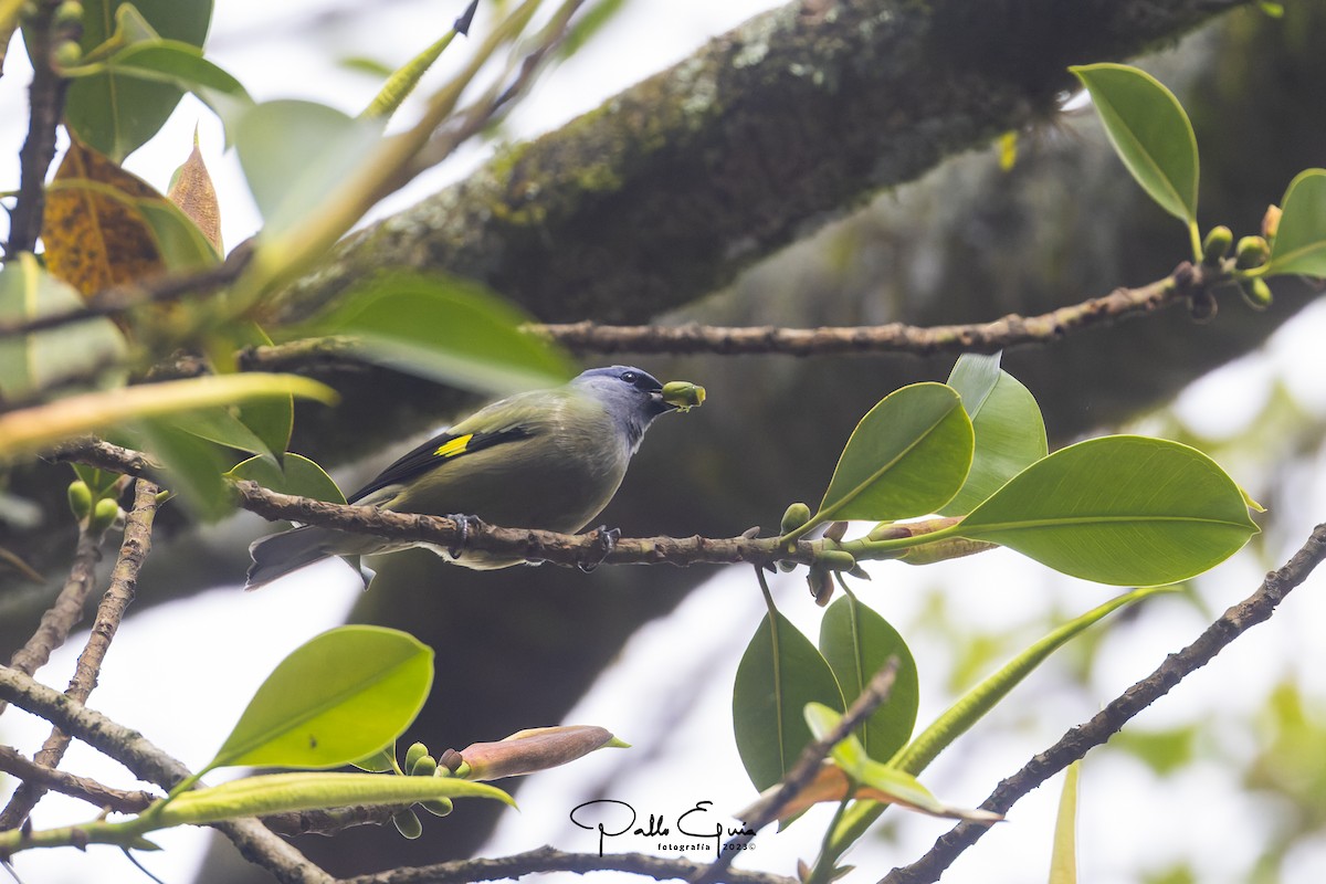 Yellow-winged Tanager - ML614525177