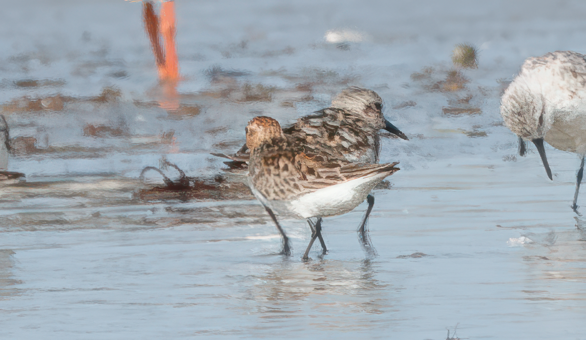 Red-necked Stint - Frank Farese