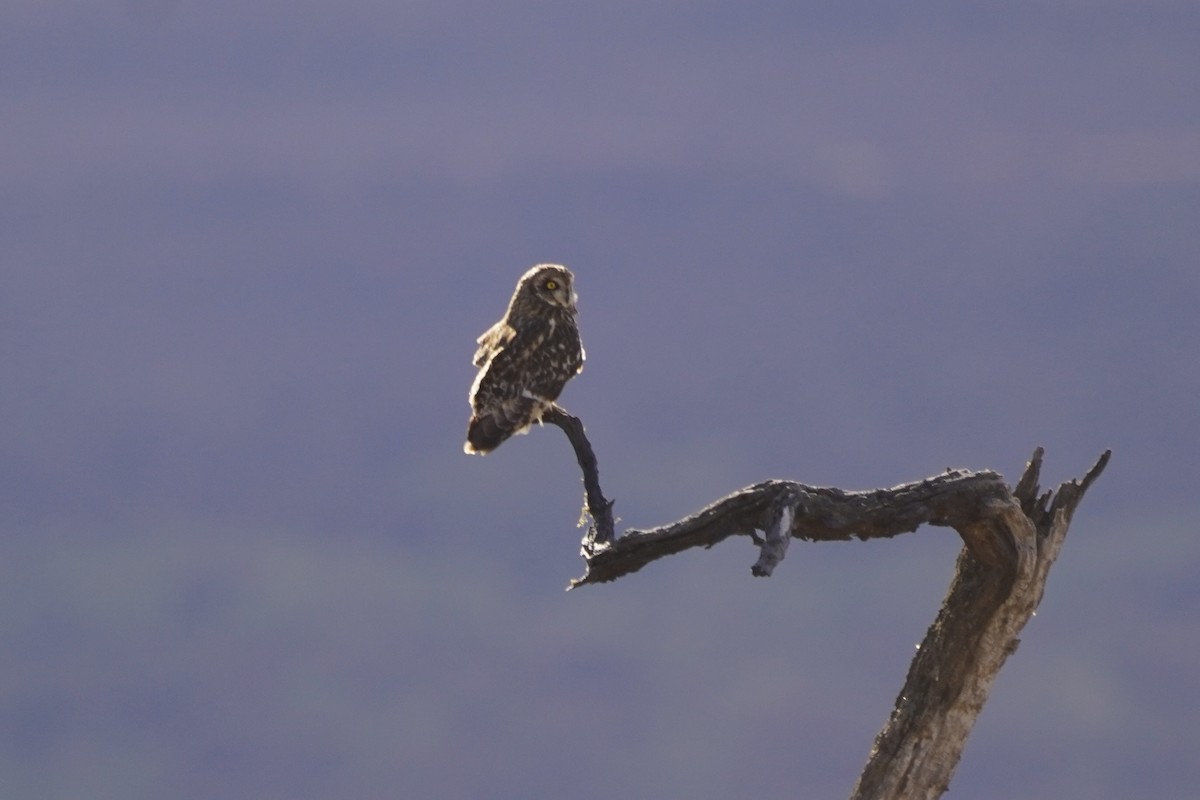 Short-eared Owl - ML614525275