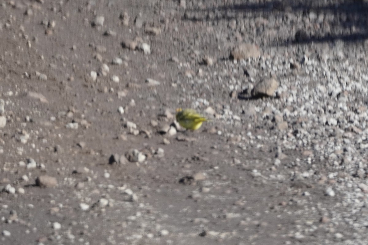 Yellow-fronted Canary - ML614525339