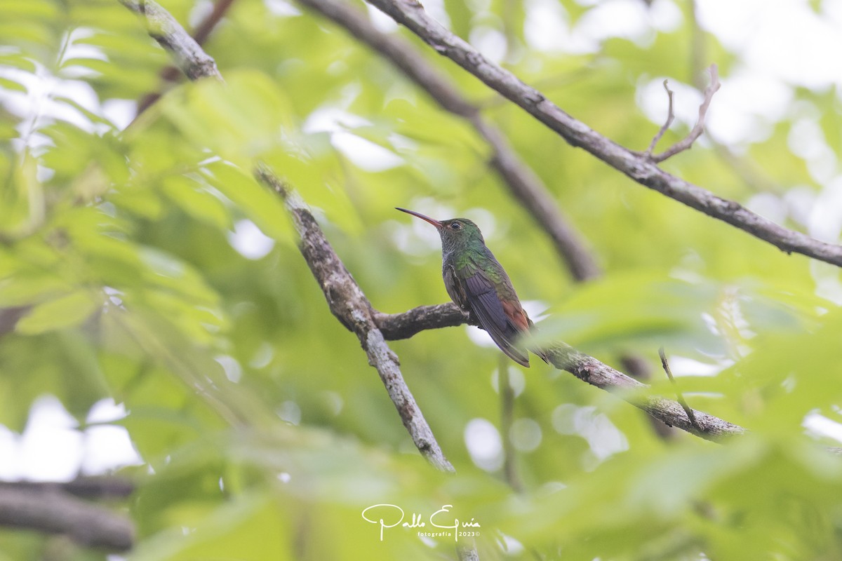 Rufous-tailed Hummingbird - ML614525459