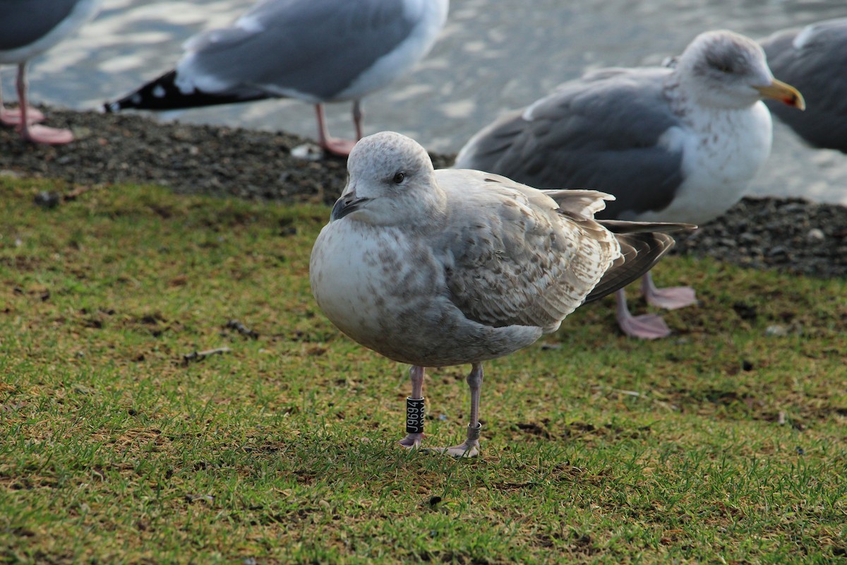 Herring Gull (European) - ML614525462