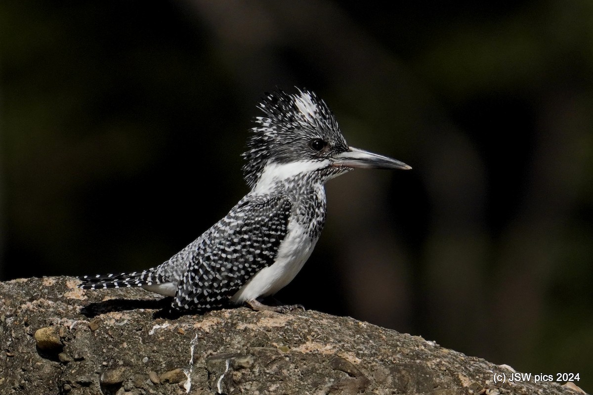Crested Kingfisher - ML614525487