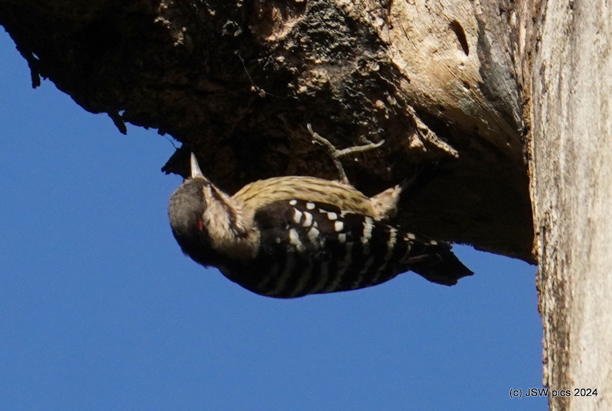 Gray-capped Pygmy Woodpecker - ML614525494