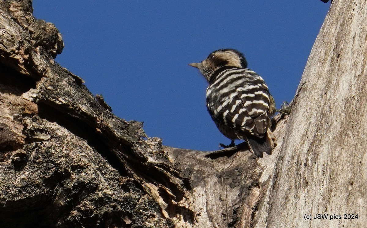 Gray-capped Pygmy Woodpecker - ML614525495
