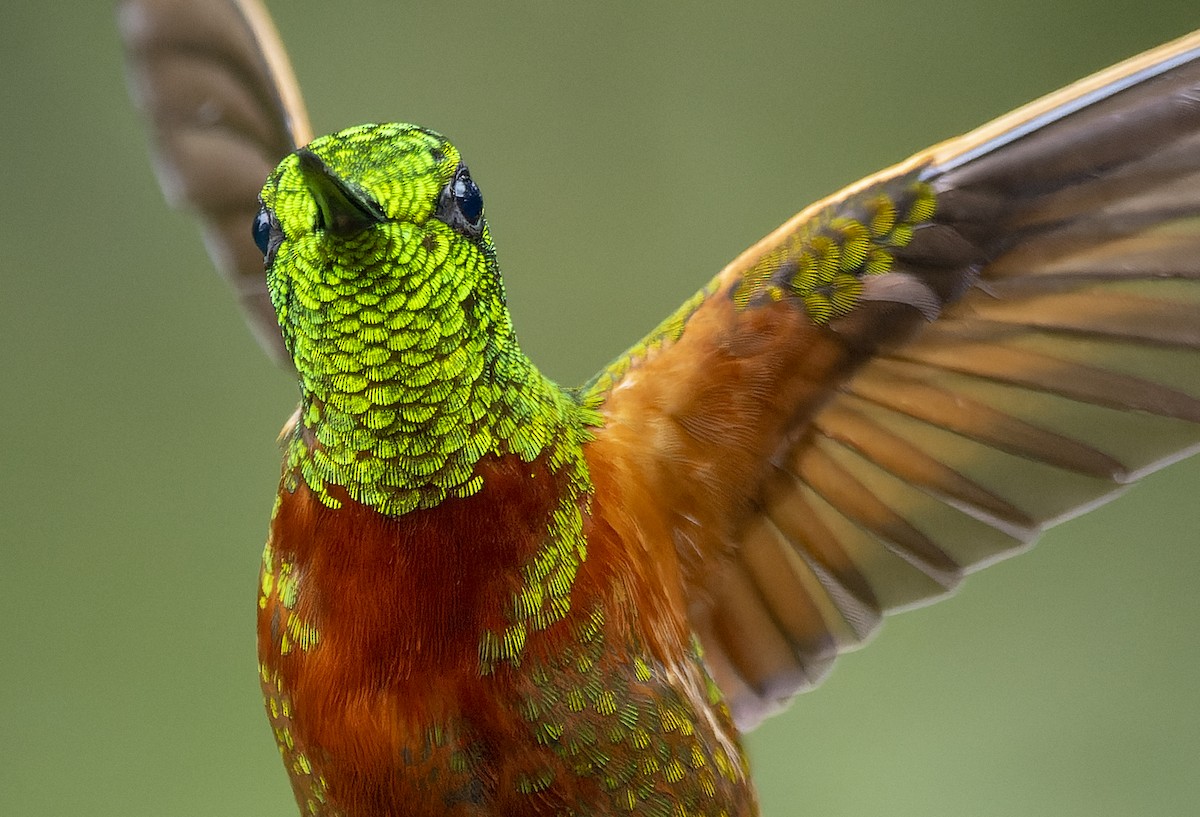kolibřík peruánský - ML614525499