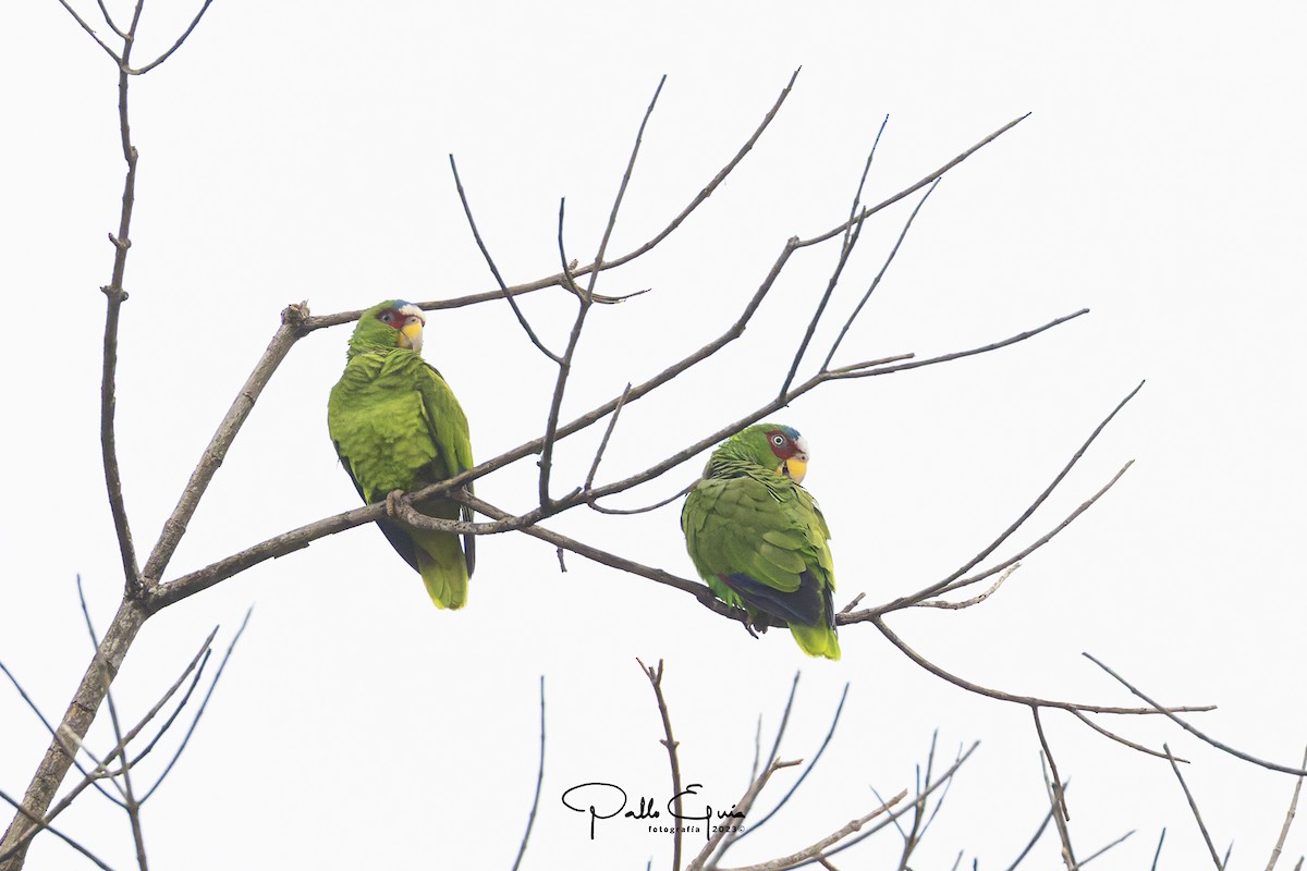 White-fronted Parrot - ML614525507