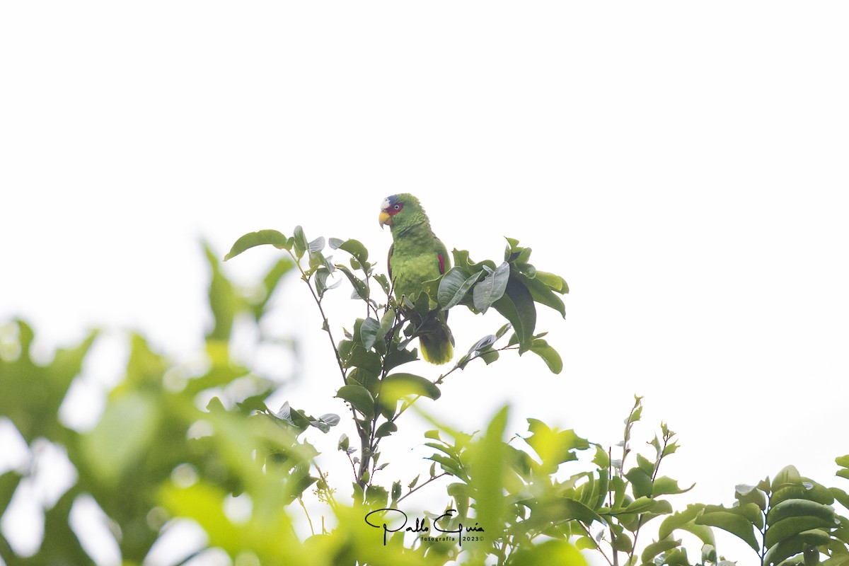White-fronted Parrot - ML614525508