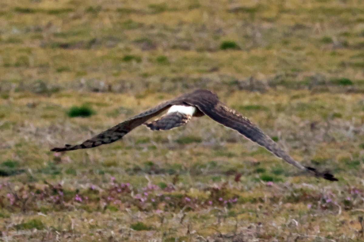 Northern Harrier - Vern Bothwell