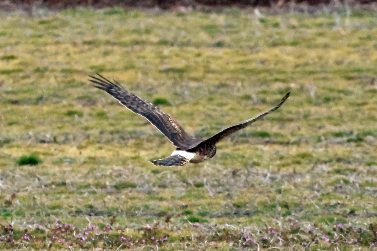 Northern Harrier - Vern Bothwell