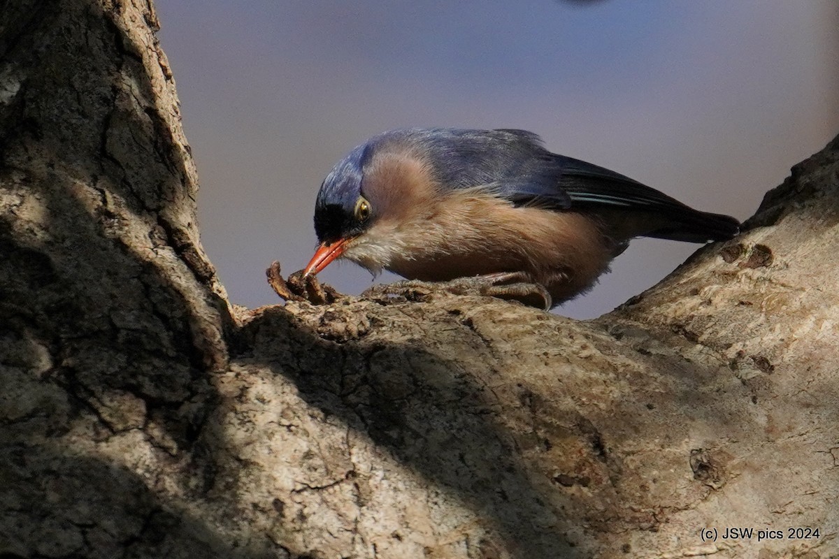 Velvet-fronted Nuthatch - ML614525593