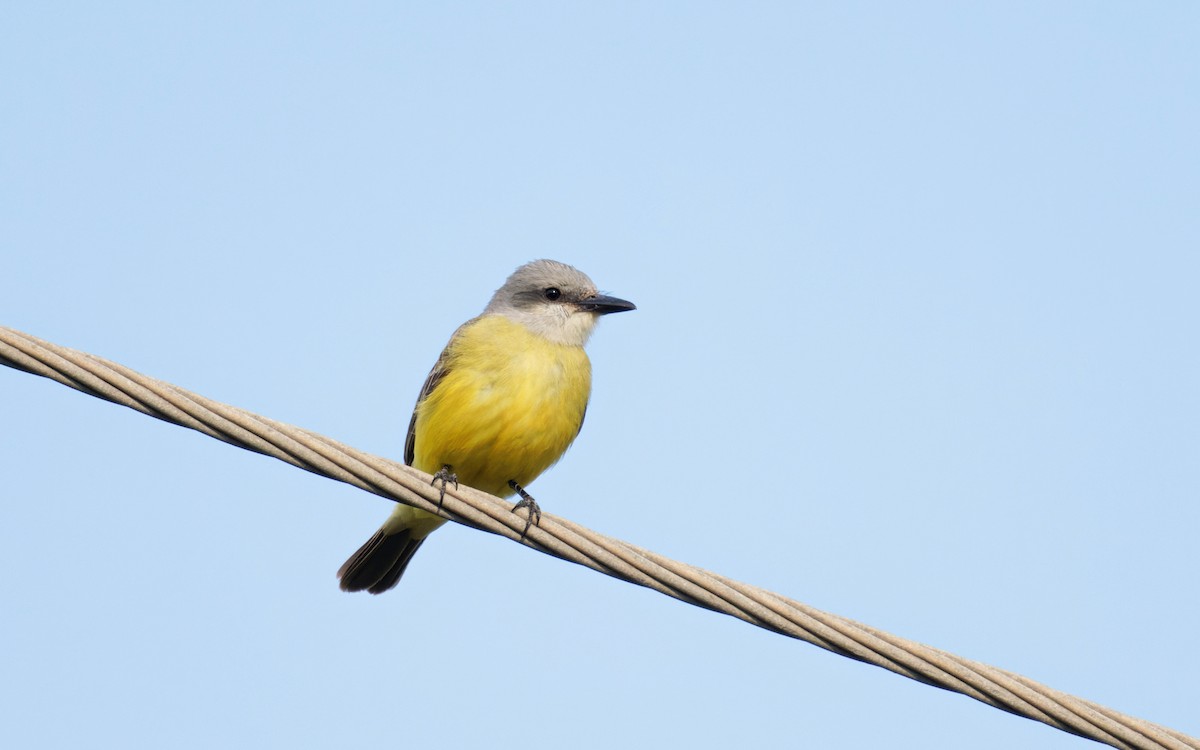 ebird-checklist-7-feb-2024-t-dock-area-19-species-1-other-taxa