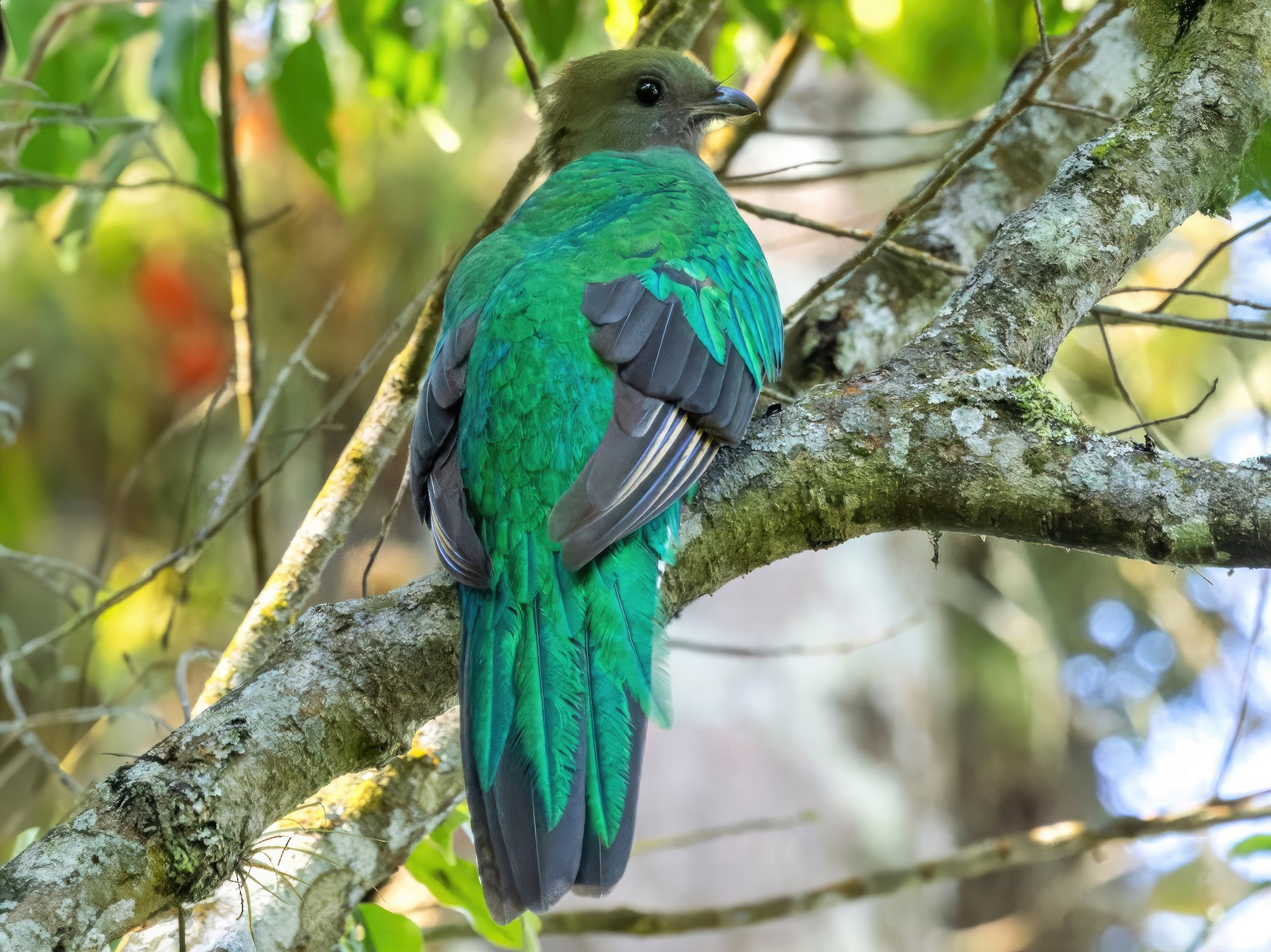 Resplendent Quetzal - Lars Petersson | My World of Bird Photography