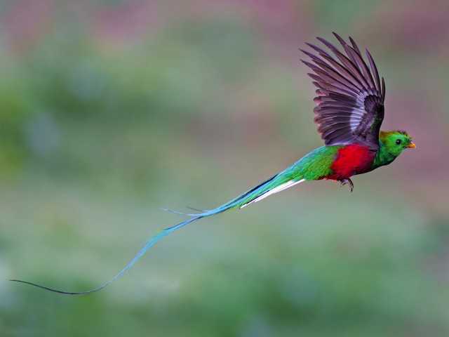 Male (Costa Rican) - Resplendent Quetzal - 