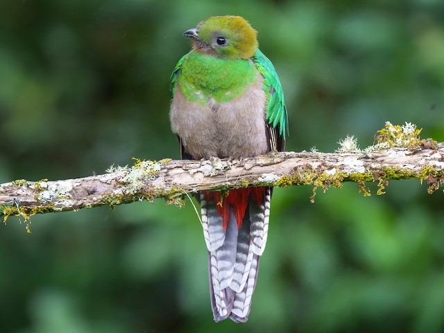 Female (Costa Rican) - Resplendent Quetzal - 
