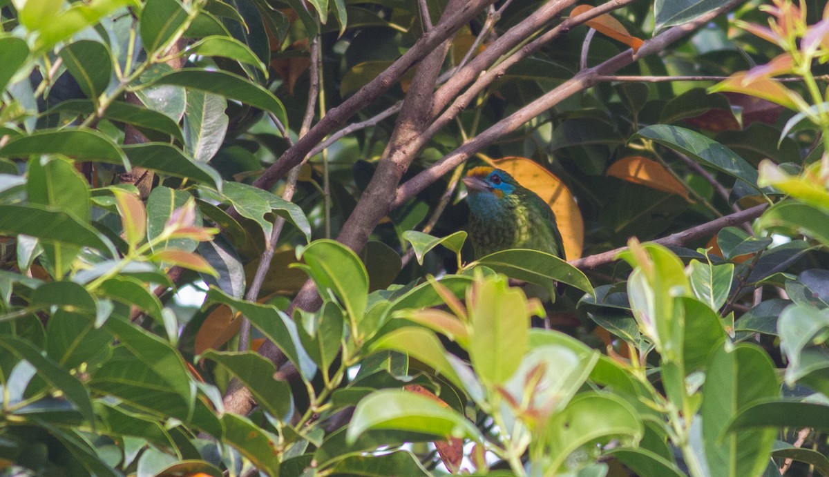 Yellow-fronted Barbet - ML614526089