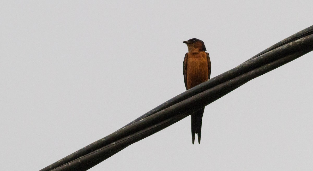 Sri Lanka Swallow - ML614526100