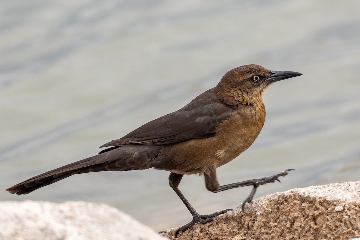 Great-tailed Grackle - ML614526124