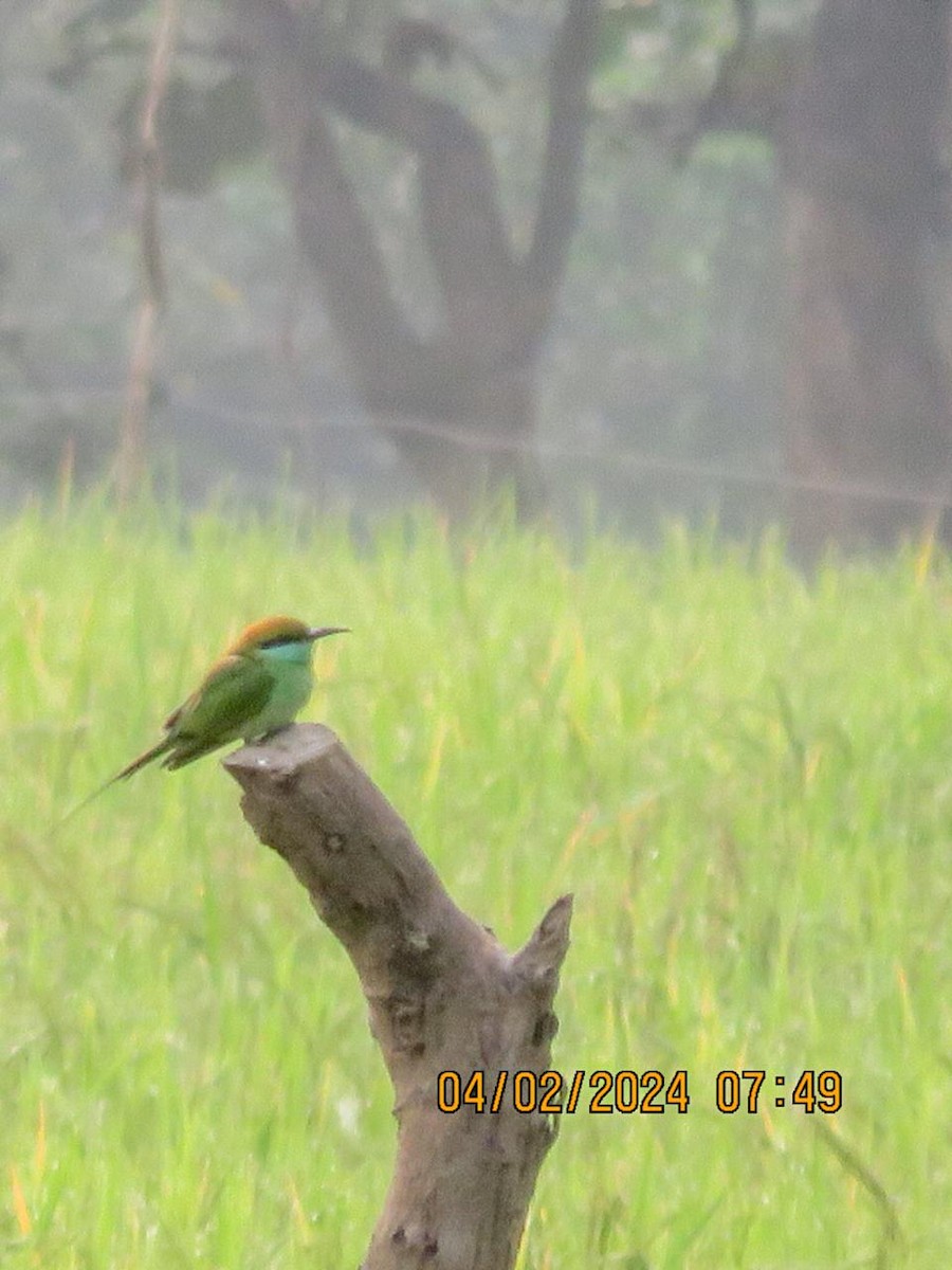 Asian Green Bee-eater - ML614526144
