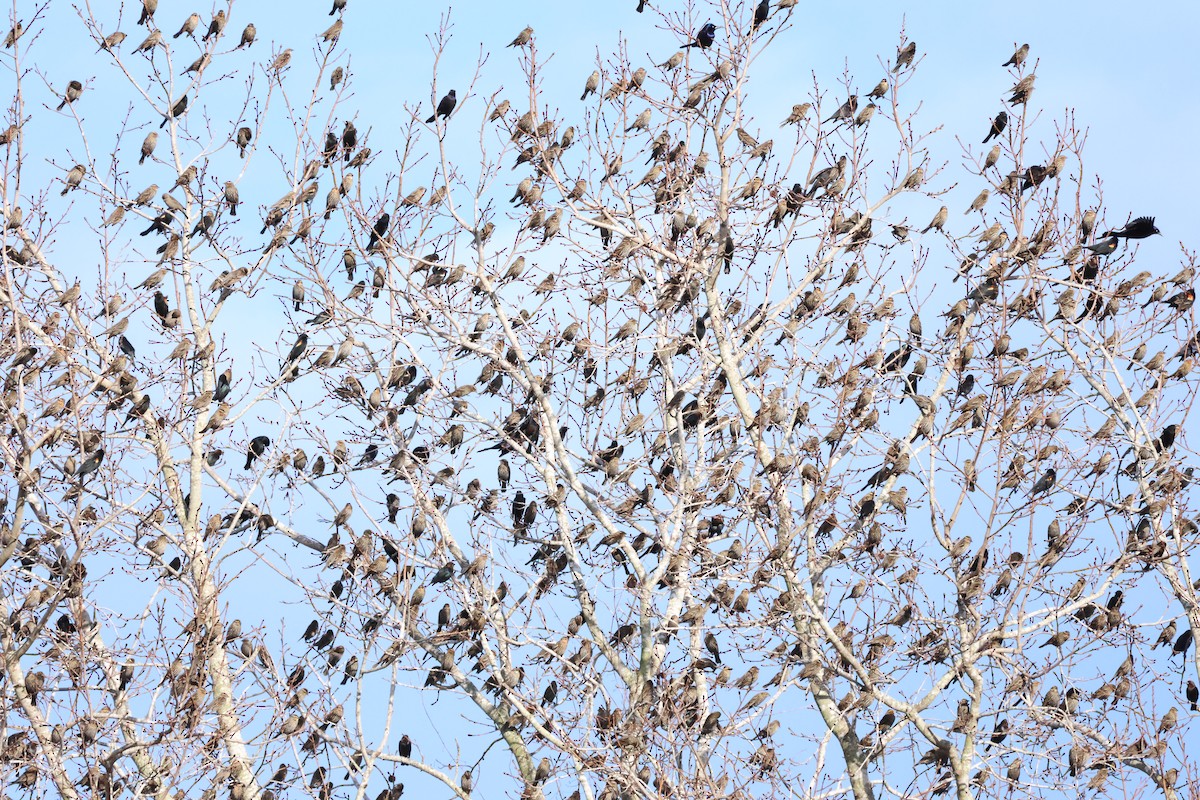 Red-winged Blackbird - Vern Bothwell