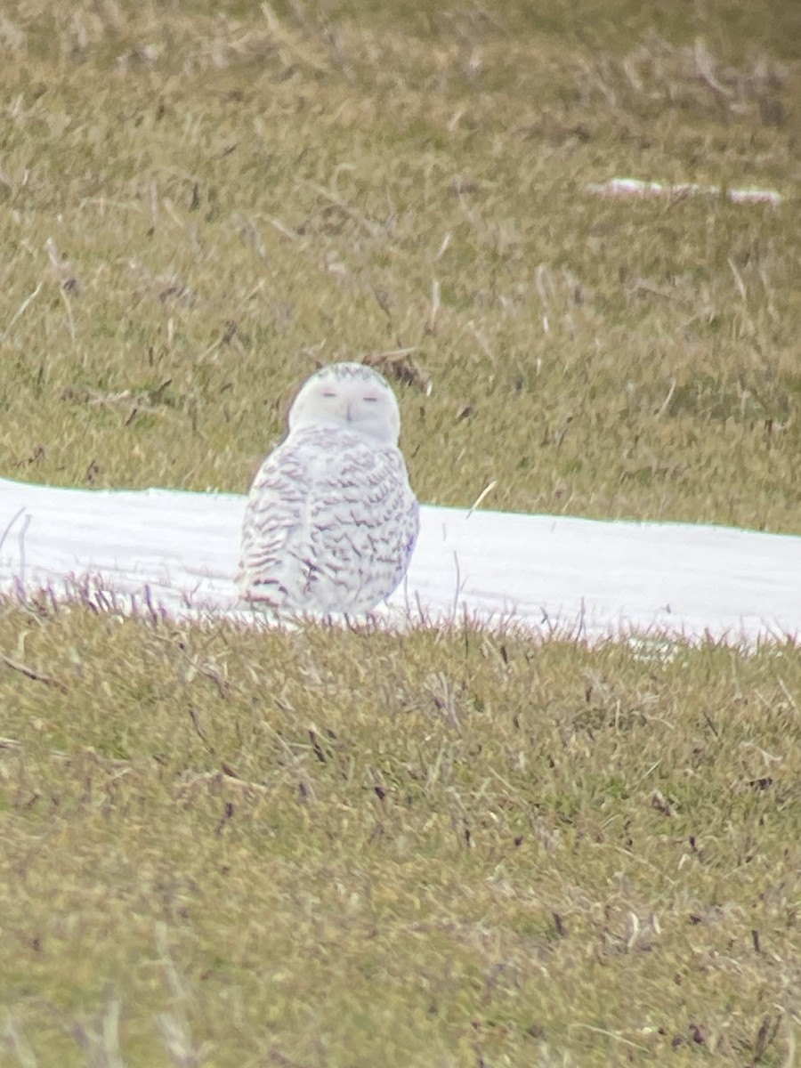 Snowy Owl - ML614526186